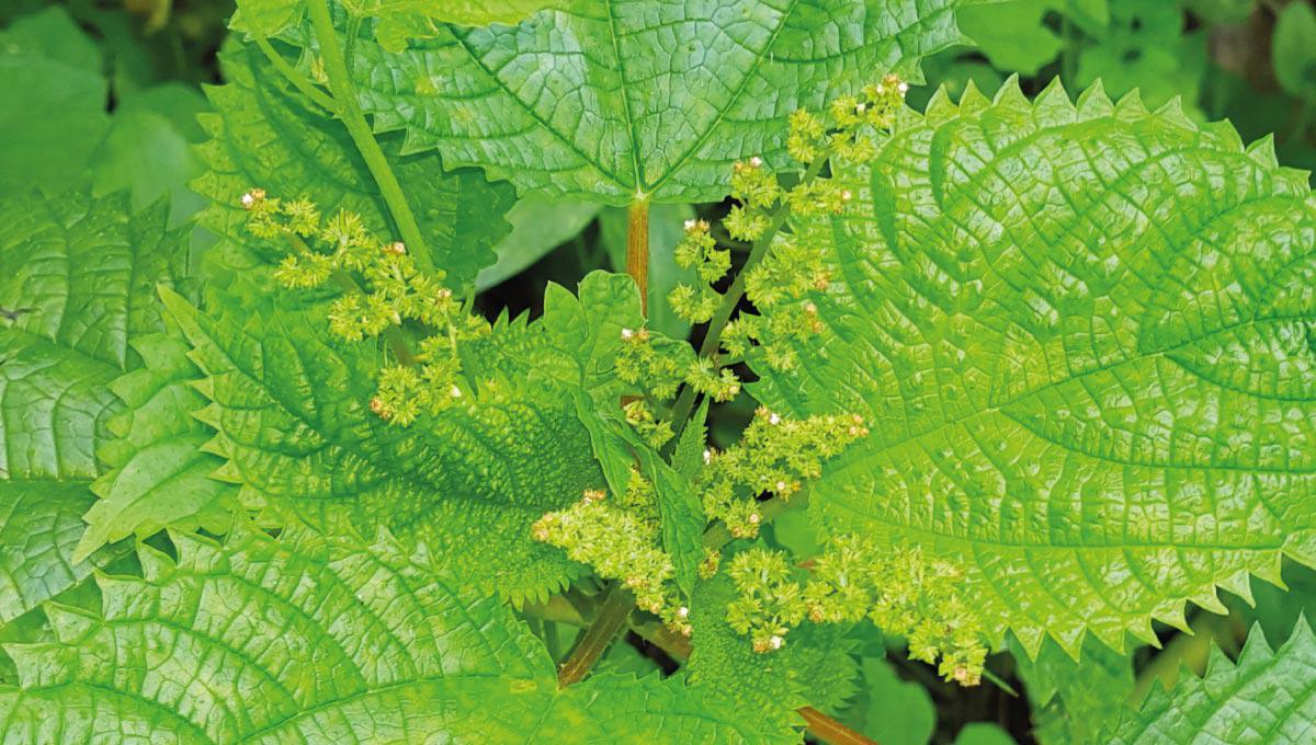 Les Plantes Médicinales à Saint-Martin