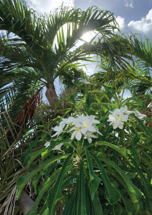 Les Plantes Médicinales à Saint-Martin