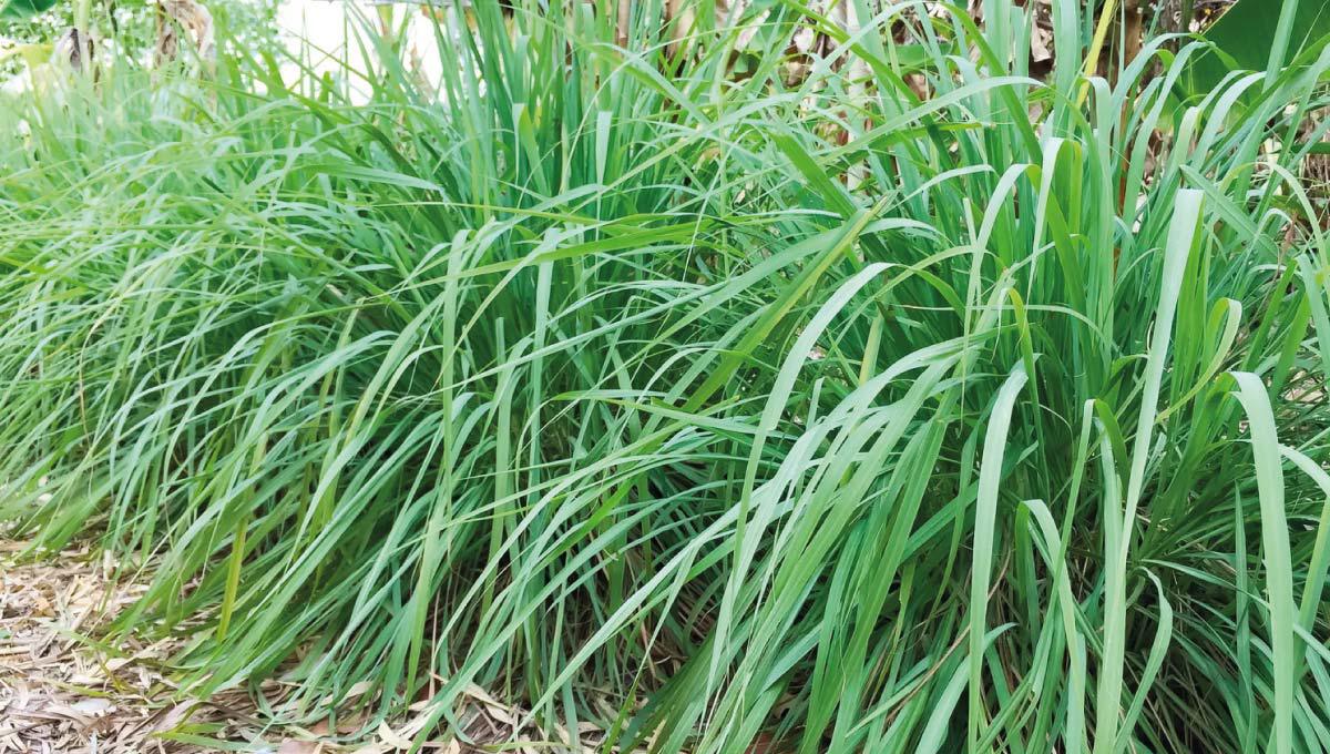 Medicinal plants on Saint-Martin