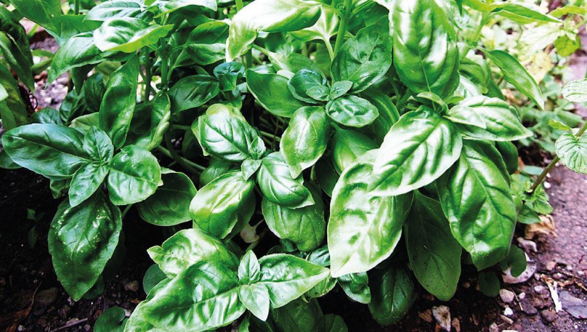 Medicinal plants on Saint-Martin