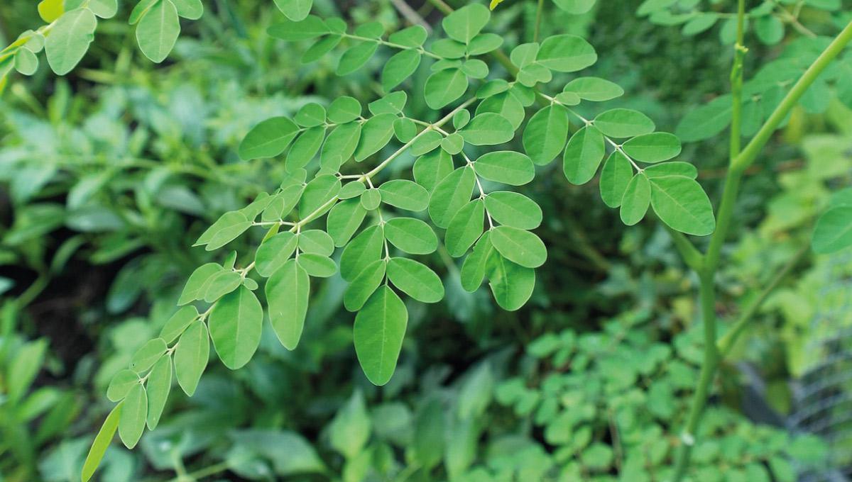 Plantas medicinales en Saint-Martin