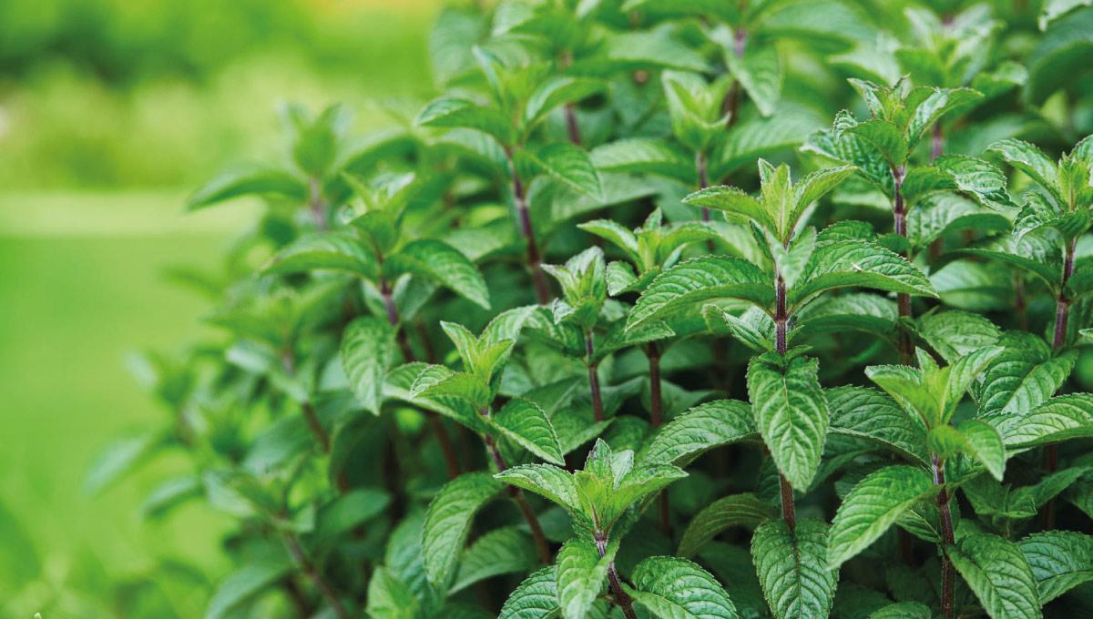 Plantas medicinales en Saint-Martin