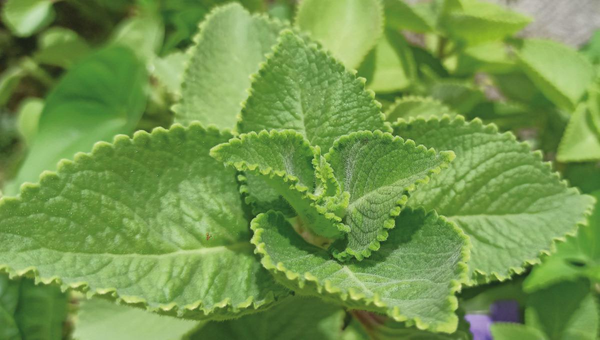 Plantas medicinales en Saint-Martin