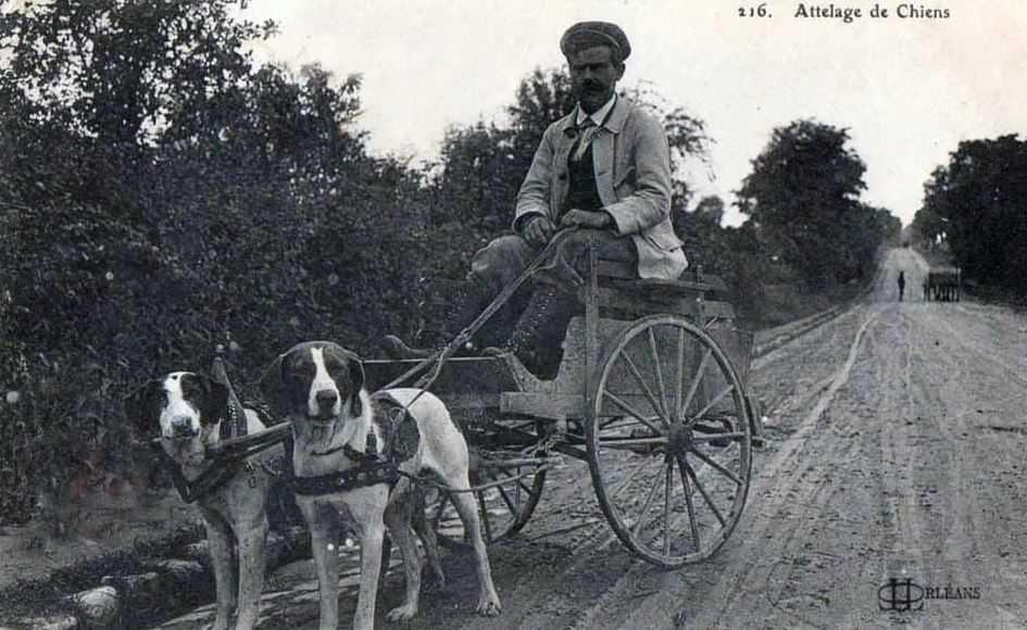 Les chiens d'Orléans Les chiens d'Orléans