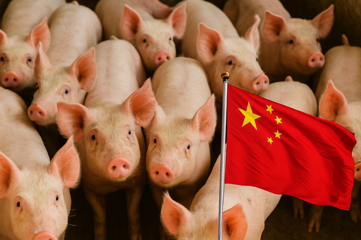 Los aranceles de China ponen a prueba al porcino español Los aranceles de China ponen a prueba al porcino español