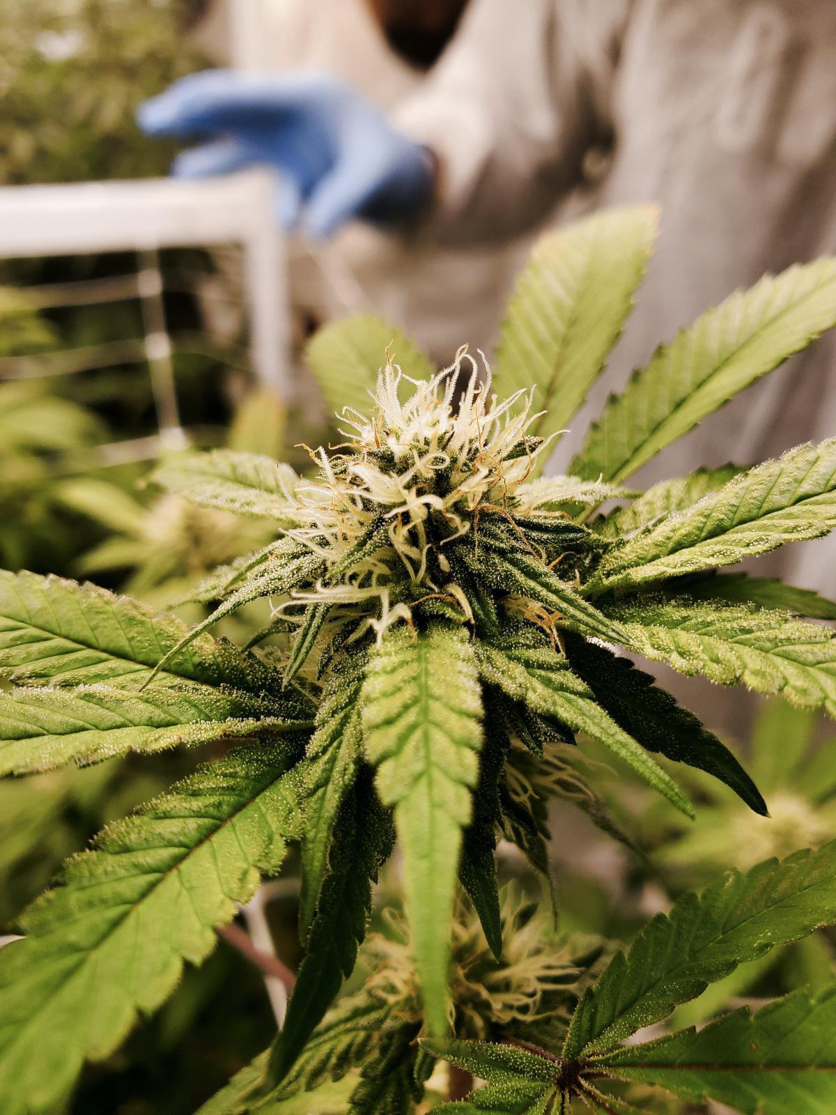 SOL Magazine - Exploring San Francisco's Melting Pot of Music, Food, Wine, and Cannabis: A Symphony of Cultural Fusion SOL Magazine - Exploring San Francisco's Melting Pot of Music, Food, Wine, and Cannabis: A Symphony of Cultural Fusion