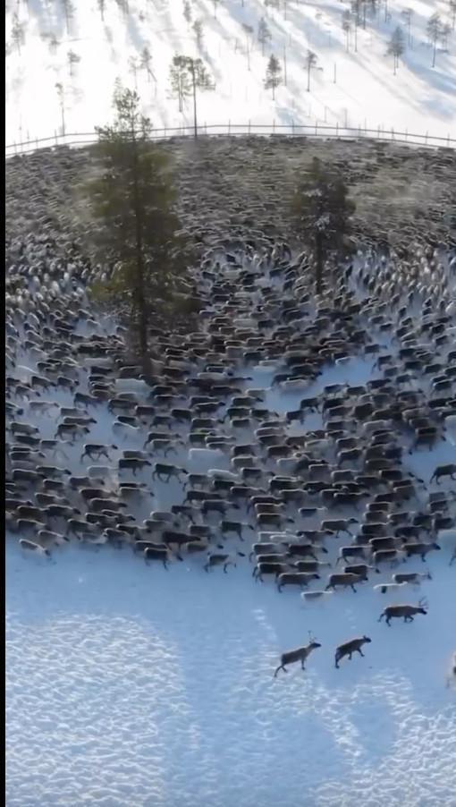 Envoûtante « danse en rond » des rennes dans le Grand Nord russe