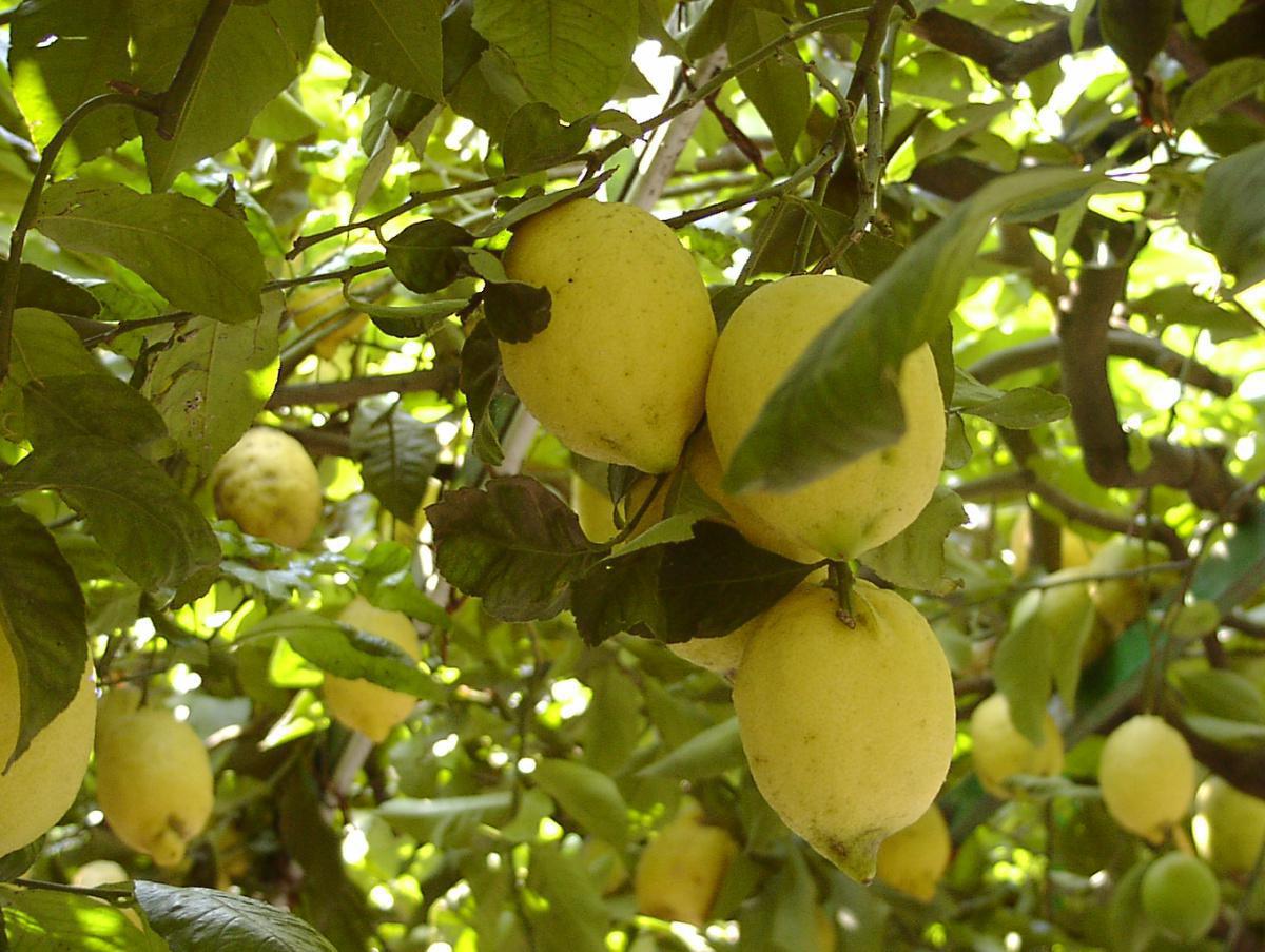 LEMONS FROM THE AMALFI COAST
