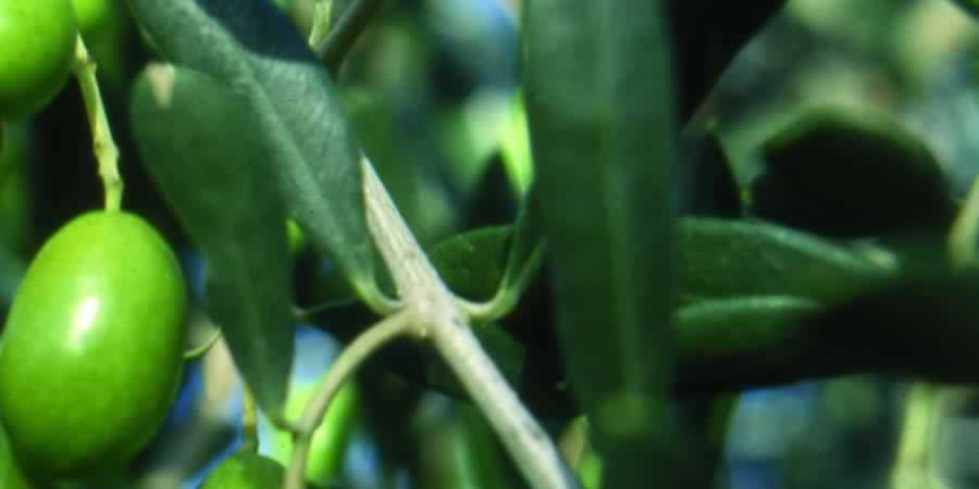 The DOP Colline Salernitane extra virgin olive oil
