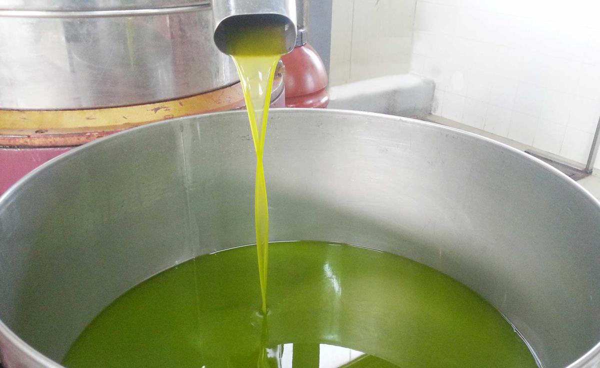 CILENTO (Extra virgin olive oil) D.O.P.