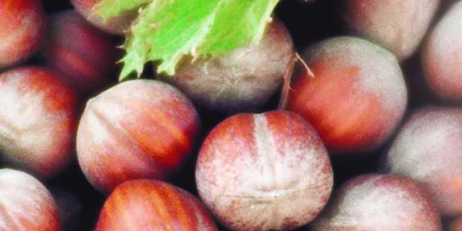 Nocciola di Giffoni I.G.P.