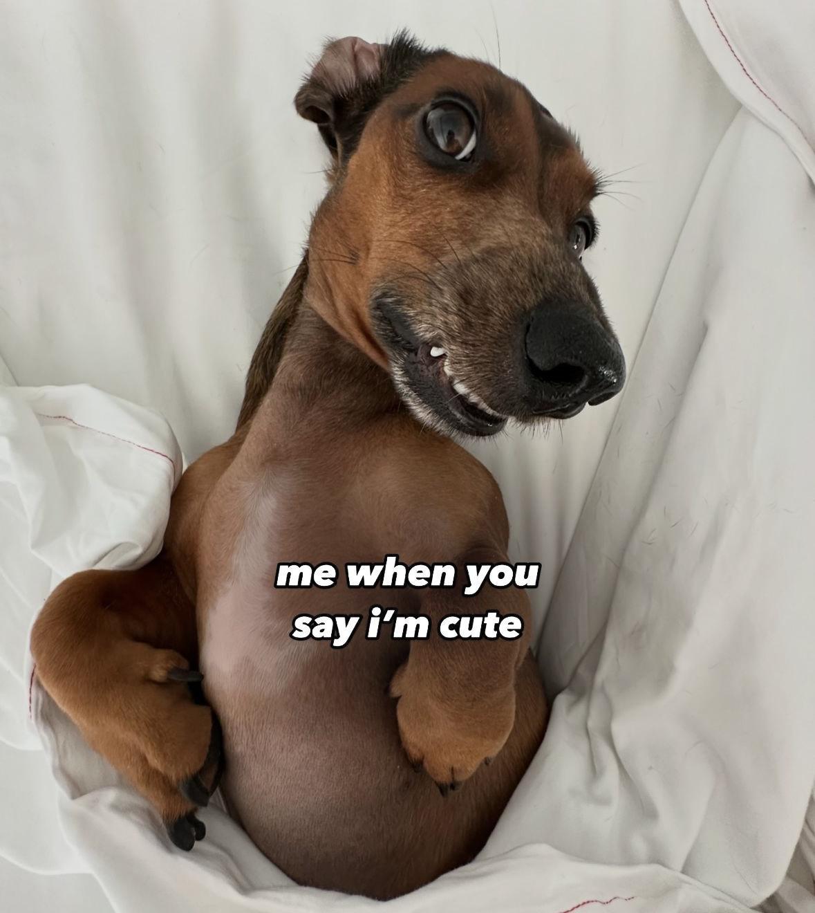 Girl Memes & Quotes