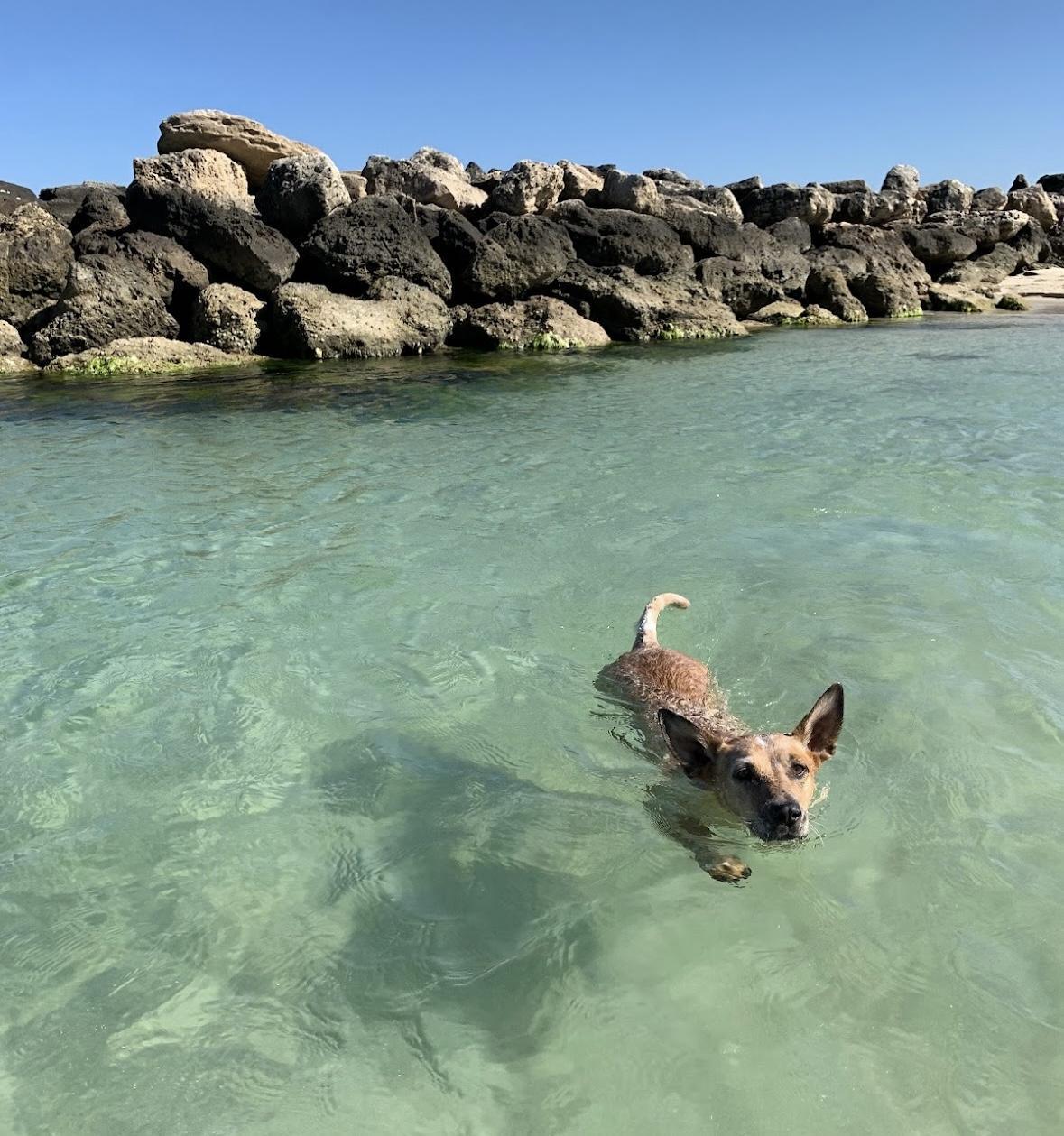 Rockingham Dog Beach 