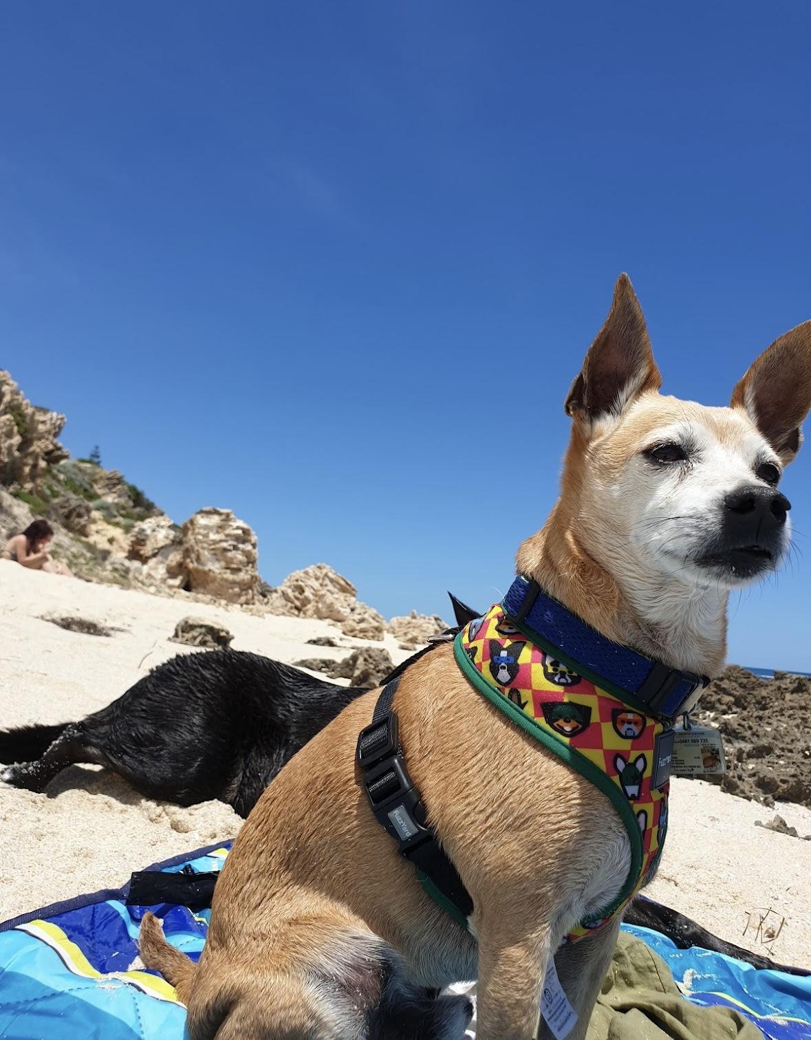 Trigg Dog Beach 