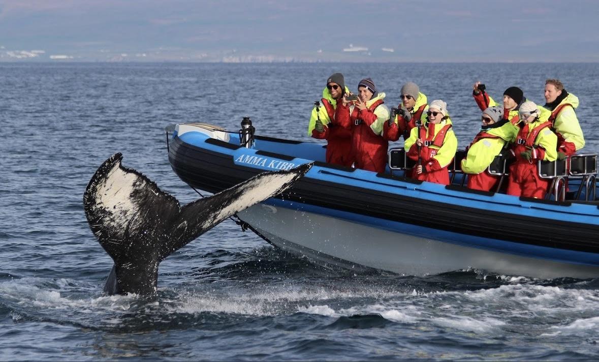 Gentle Giants Husavik Whale watching 