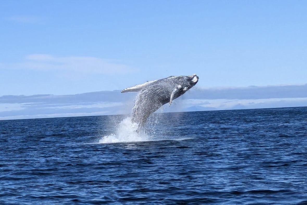 Gentle Giants Husavik Whale watching 
