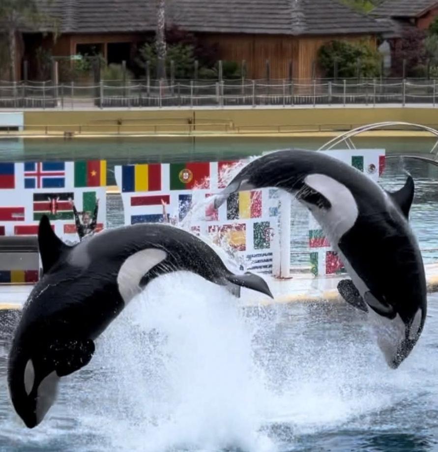 Marineland : le transfert de deux orques au Japon bloqué par le gouvernement