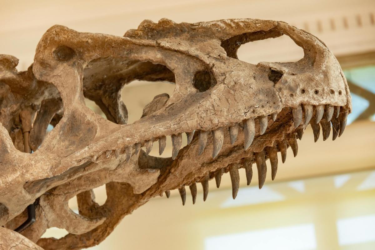 Menton : des énormes dents de dinosaure découvertes par les douaniers