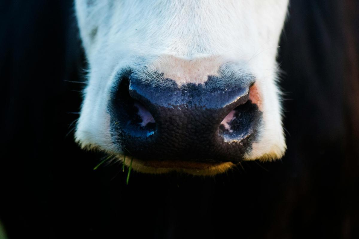 Les producteurs des Alpes-Maritimes prêts à briller au Salon de l'Agriculture