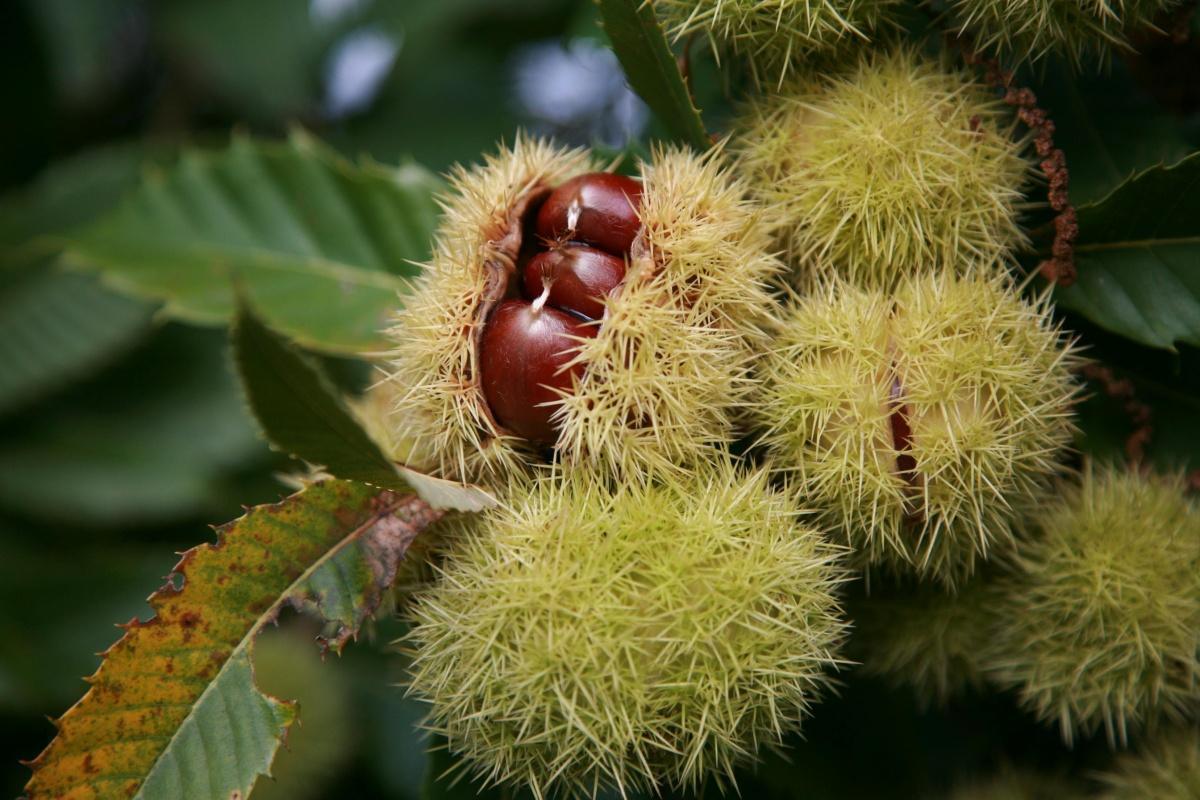 Peymeinade : un collectif lutte pour sauver un marronnier centenaire menacé d'abattage