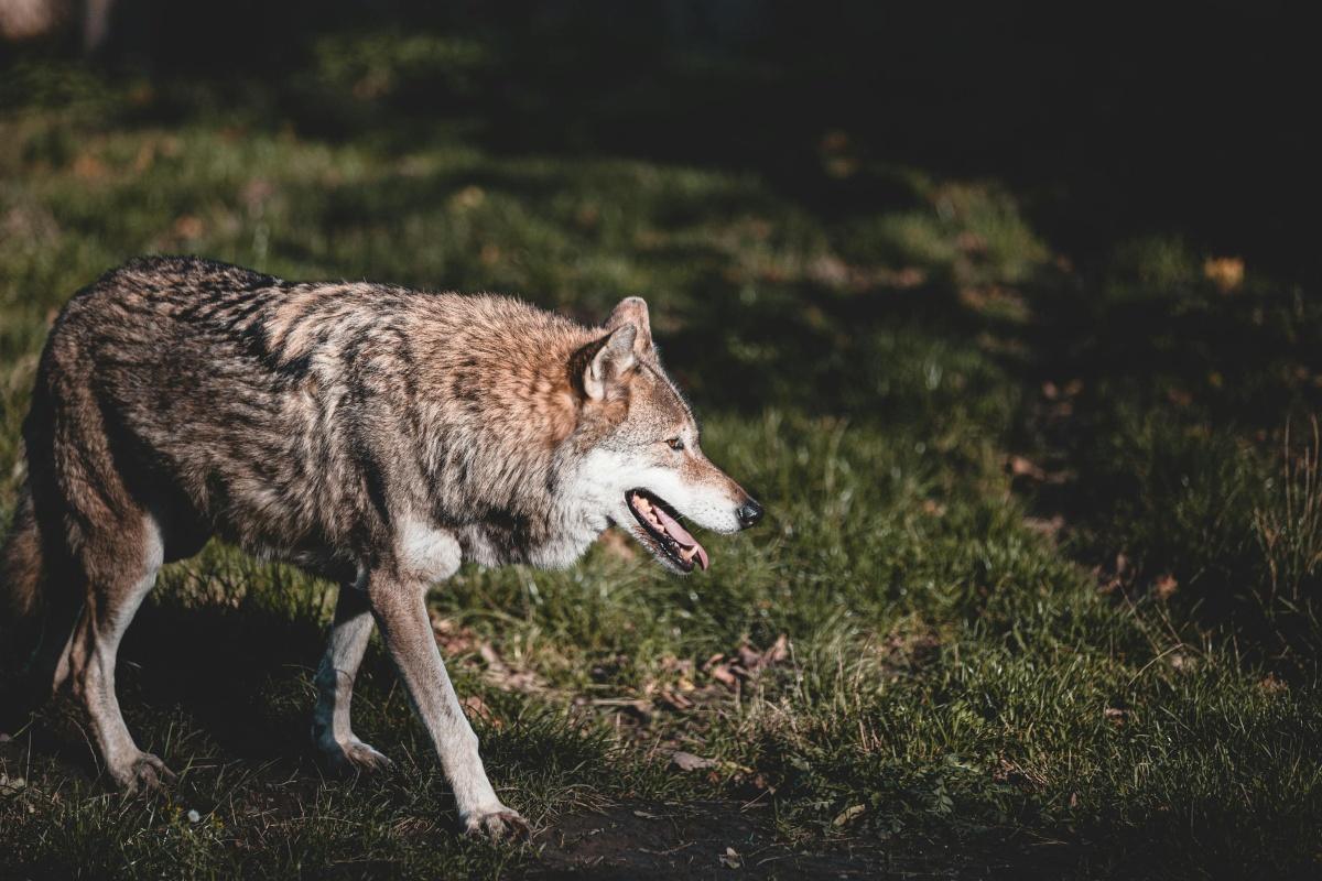 Le tribunal administratif suspend les autorisations de tirs sur les loups dans les Alpes-Maritimes