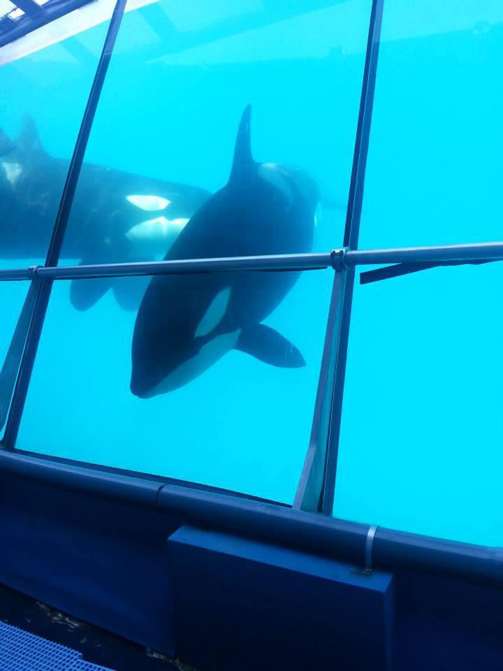 Les orques de Marineland d'Antibes bientôt transférées vers des parcs espagnols Les orques de Marineland d'Antibes bientôt transférées vers des parcs espagnols
