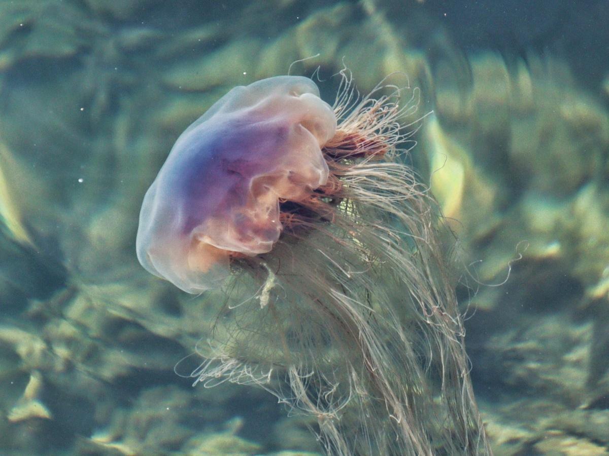 Côte d'Azur : les méduses violettes de retour, attention aux piqûres Côte d'Azur : les méduses violettes de retour, attention aux piqûres