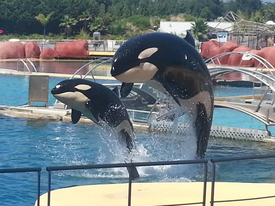 Marineland : l’avenir des orques et des dauphins toujours en suspens Marineland : l’avenir des orques et des dauphins toujours en suspens