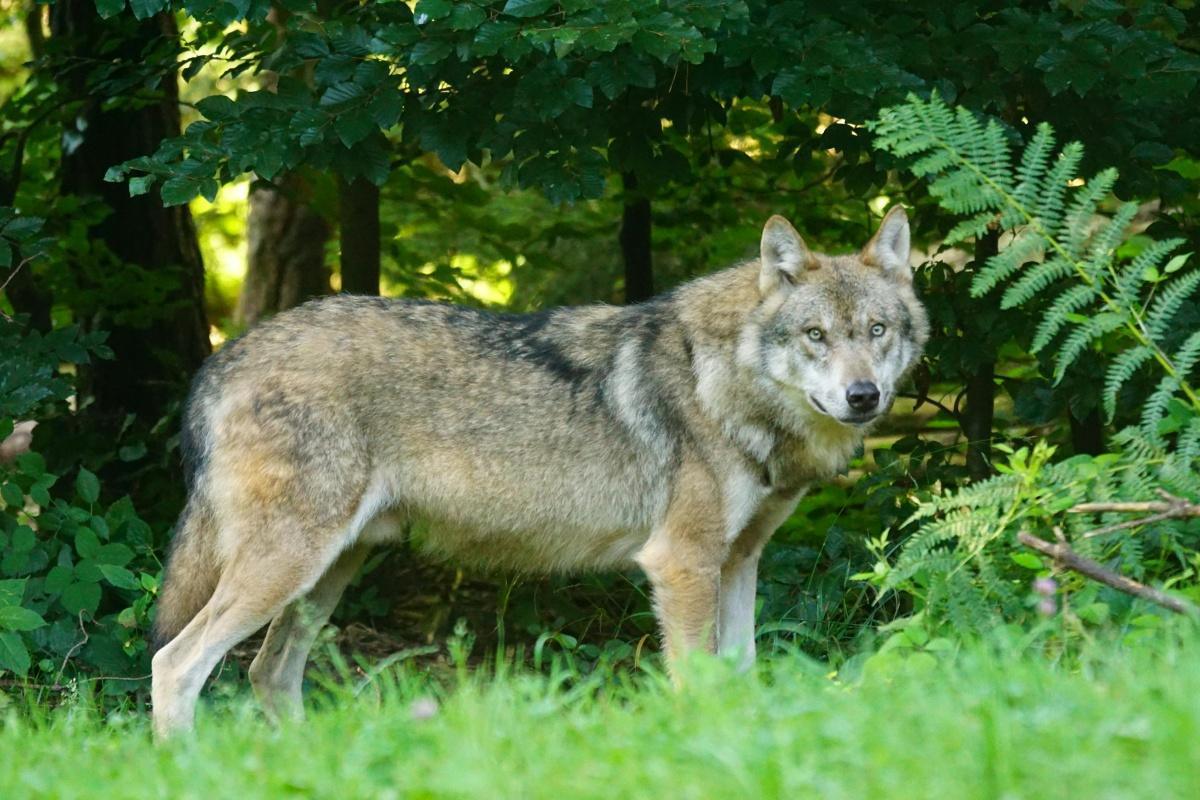 Régulation du loup : la Région Sud salue la décision de l’Union européenne Régulation du loup : la Région Sud salue la décision de l’Union européenne