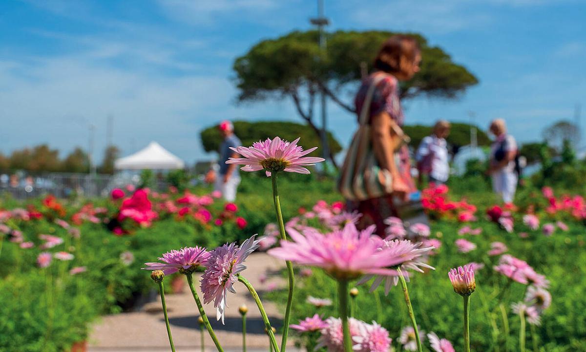 Antibes célèbre le printemps avec ses Floralies fleuries et festives Antibes célèbre le printemps avec ses Floralies fleuries et festives