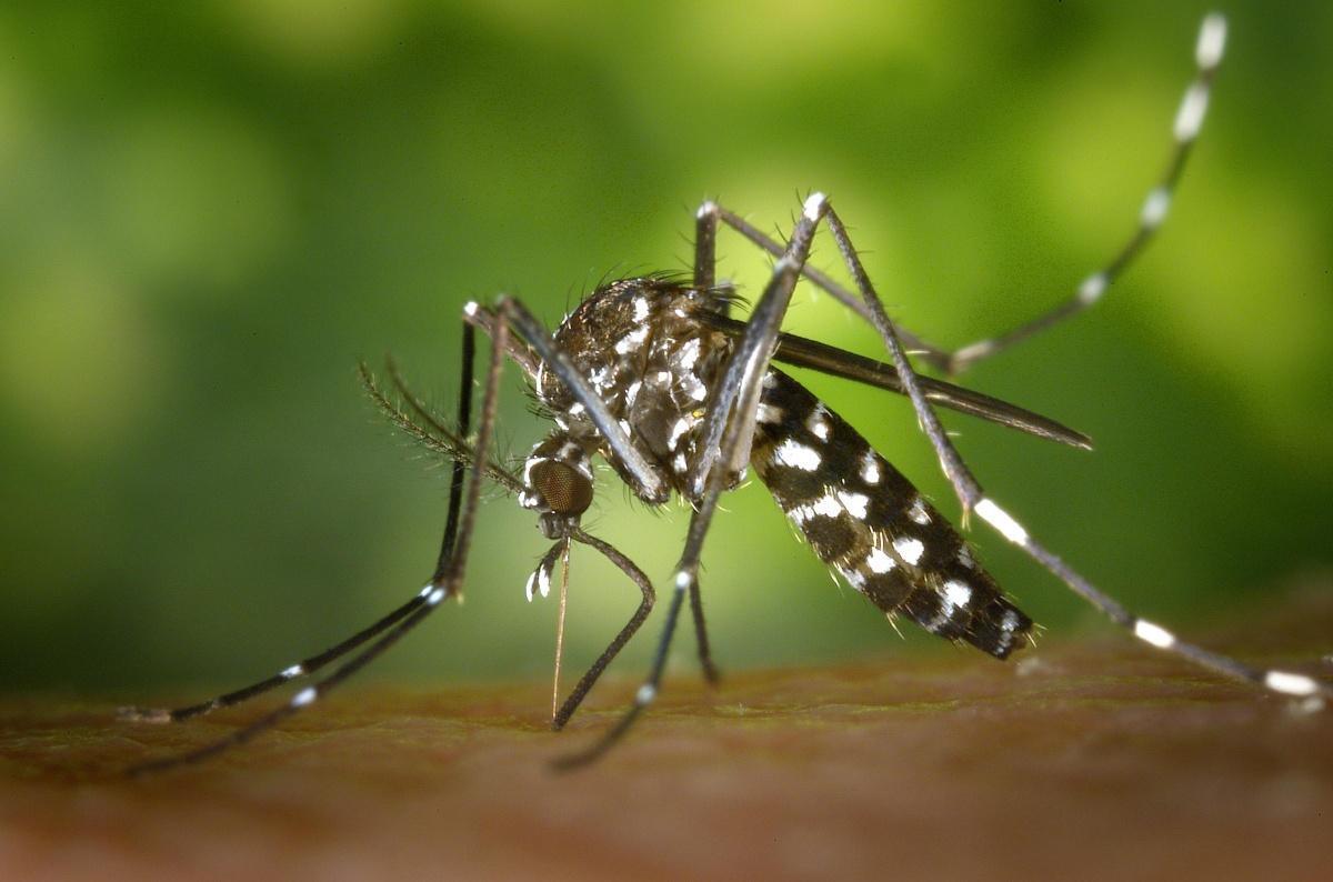 Le chikungunya revient en région PACA : l'Agence régionale de santé (ARS) appelle à la vigilance face au moustique tigre