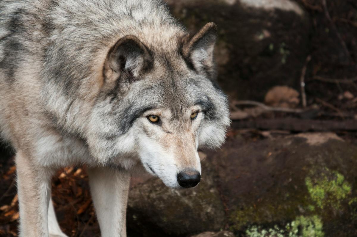 Loups : les éleveurs claquent la porte du comité à Nice