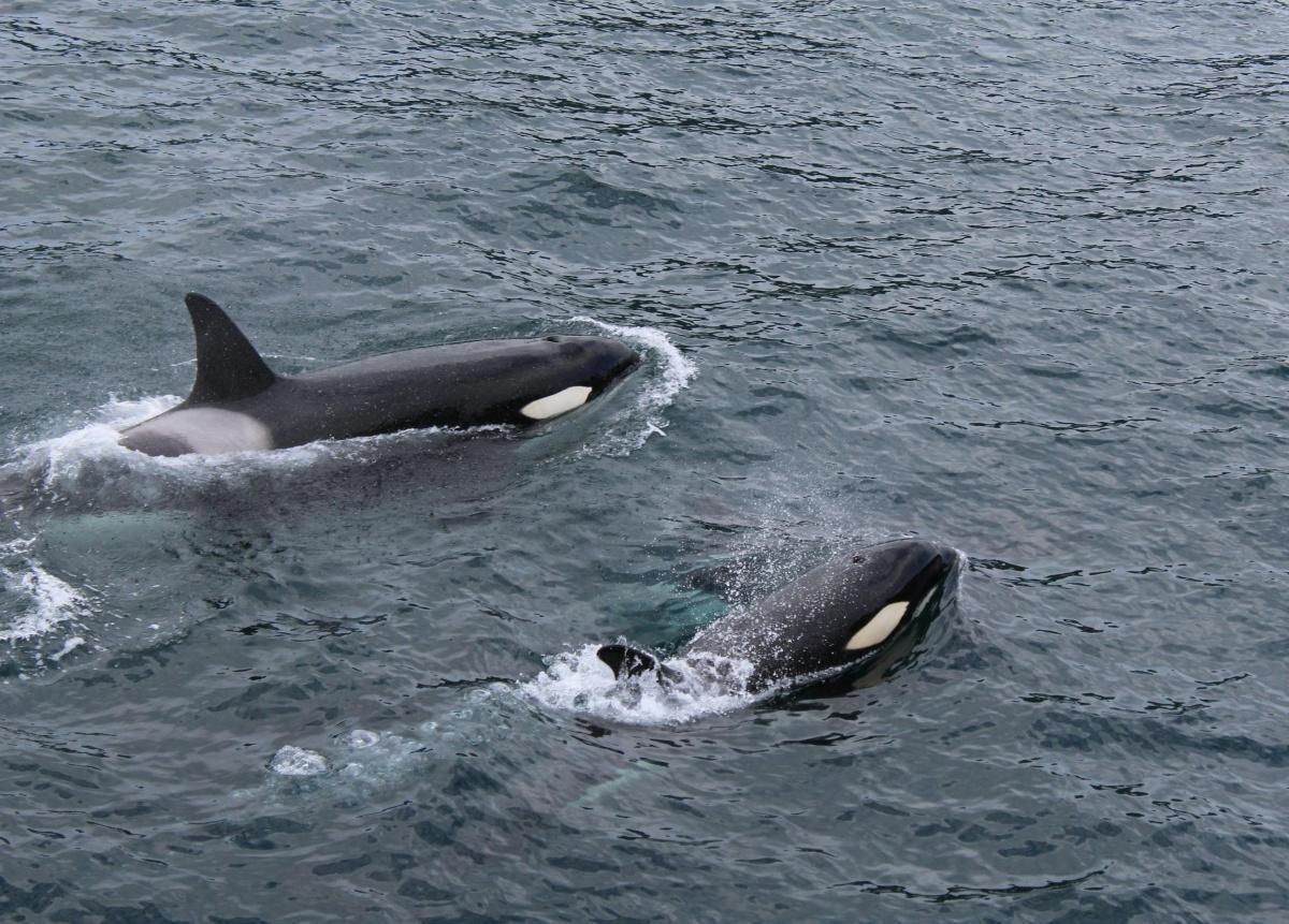 Captivité des cétacés à Marineland : un député alerte la ministre de la Transition écologique