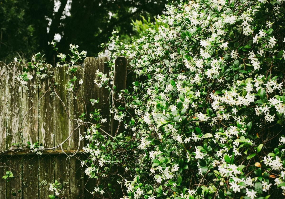 Trois jours de fête parfumée et fleurie pour célébrer le jasmin à Grasse