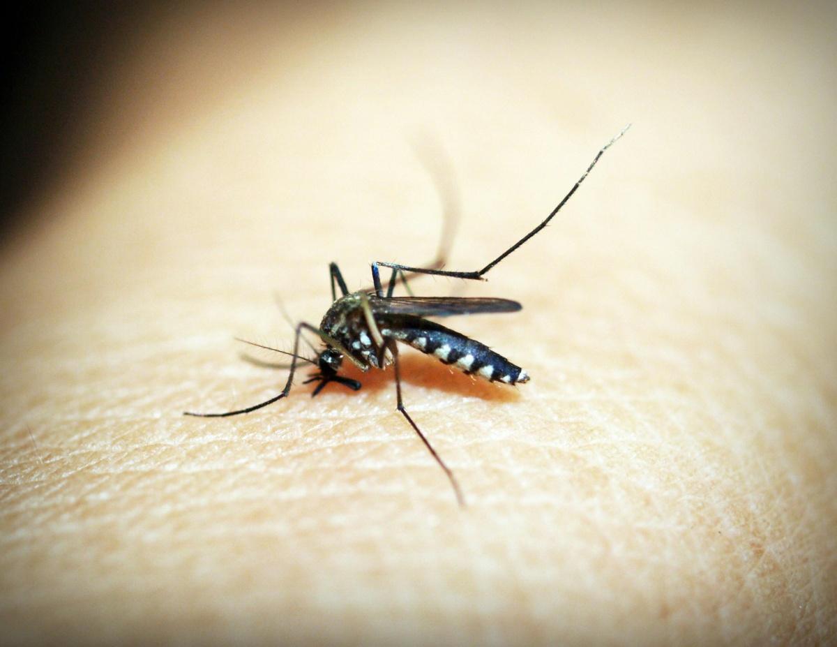 Le chikungunya gagne du terrain dans les Alpes-Maritimes