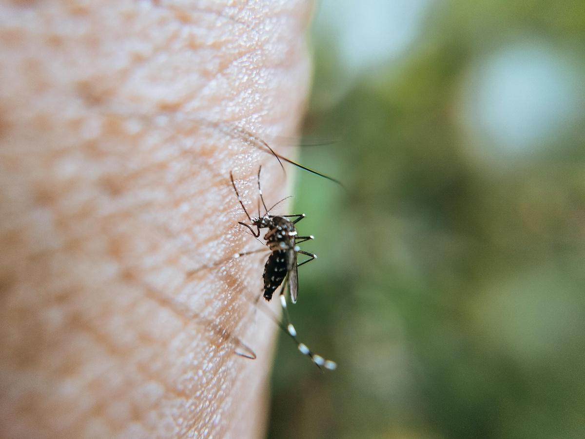 Chikungunya : Plus d'une centaine de cas recensés en PACA