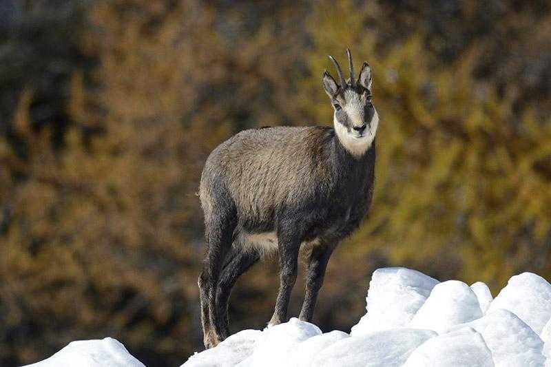 Braconnage de chamois : un élu condamné dans les Alpes-Maritimes