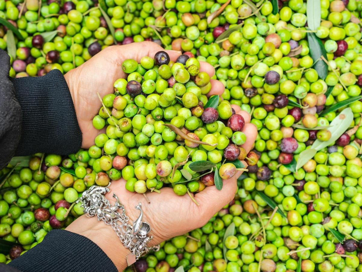 Huiles d’olive importées : les producteurs de la Côte d'Azur en colère
