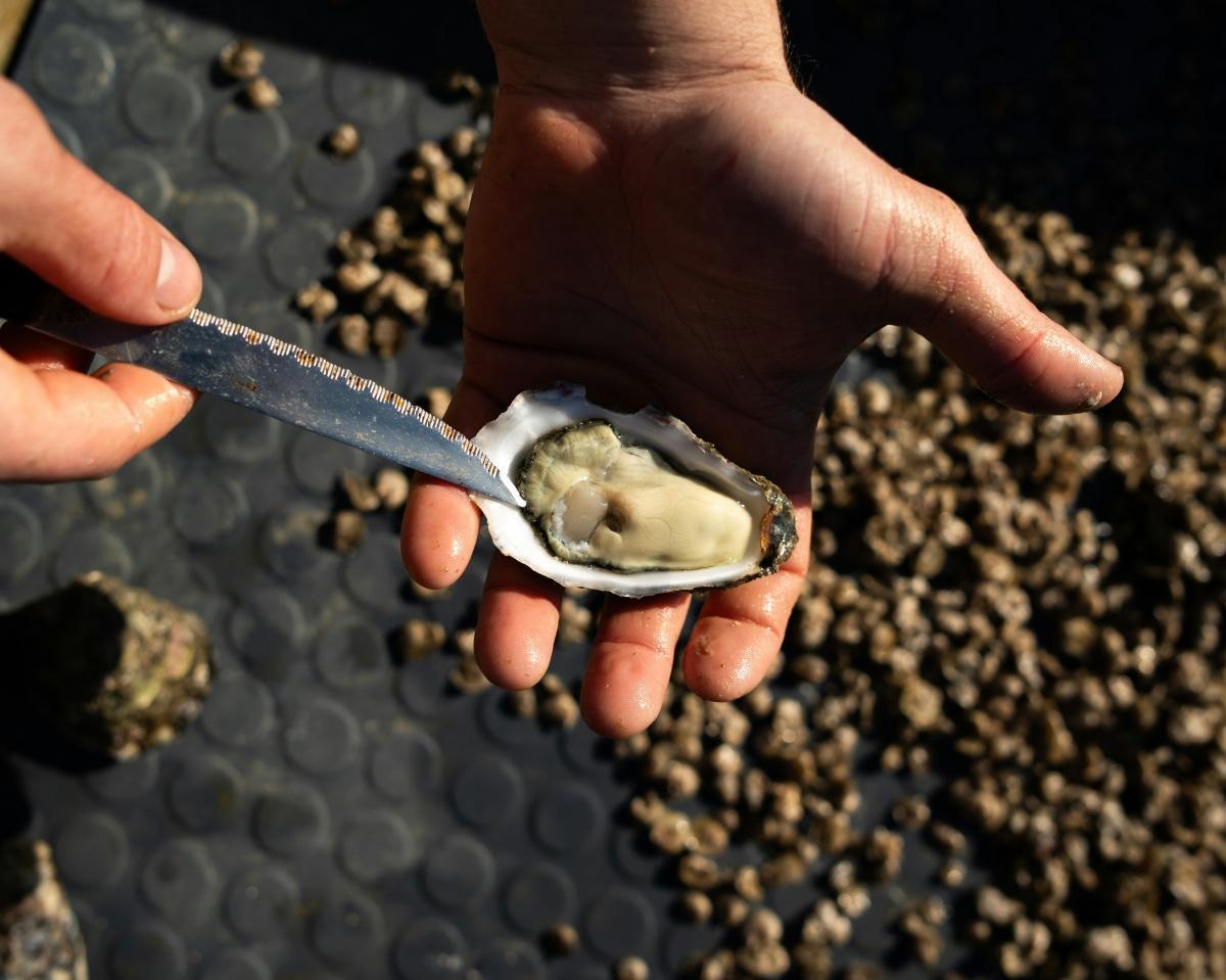 Baie du Lazaret : l’interdiction des coquillages prolongée pour raisons sanitaires