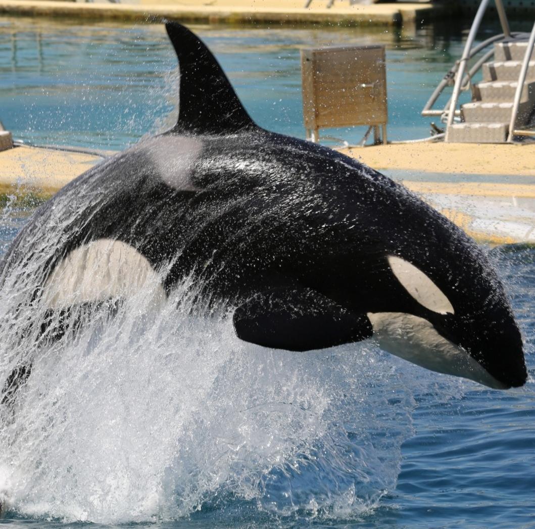 L'avenir des orques et des dauphins de Marineland décidé aujourd'hui à Paris 