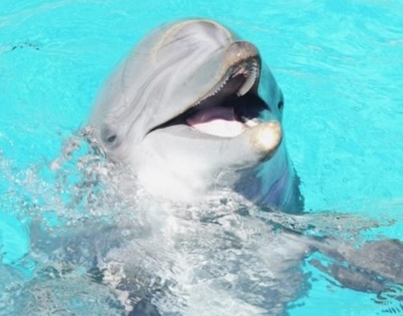 Les dauphins de Marineland transférés à Beauval, les orques sous surveillance