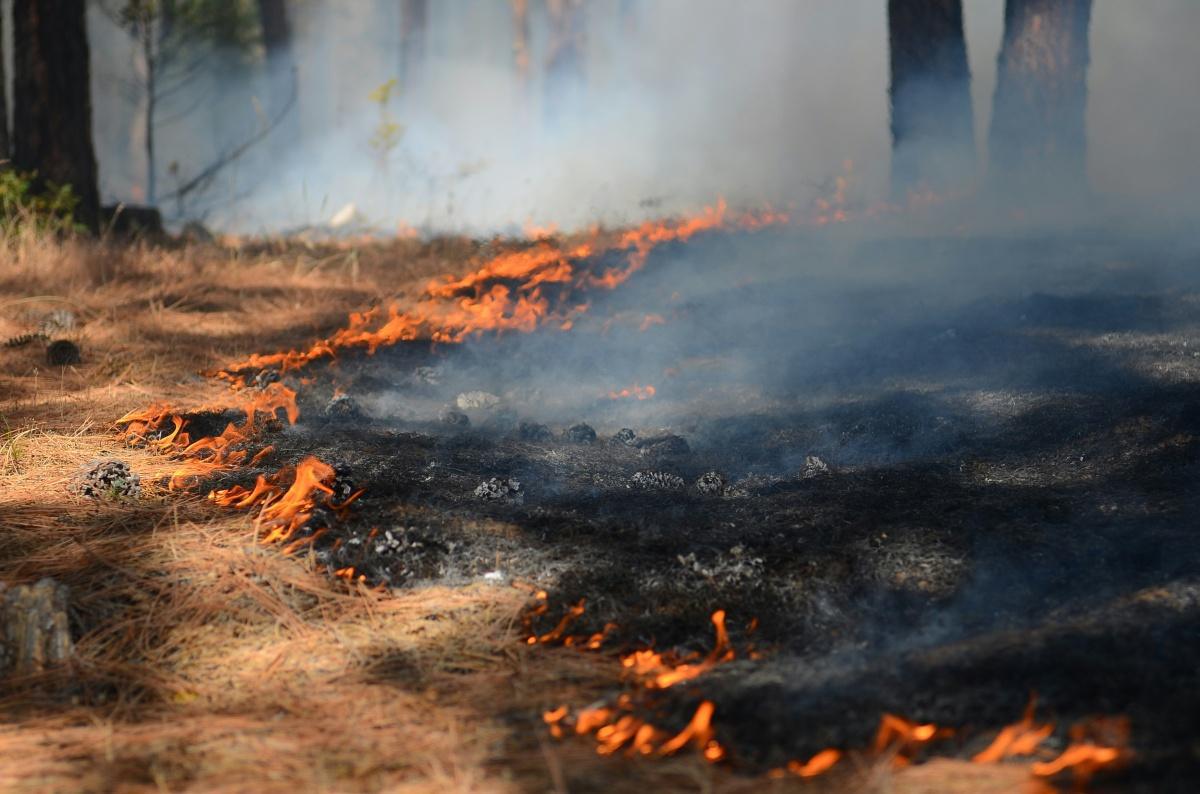 Feu de forêt maîtrisé à Entrecasteaux : 1 hectare brûlé Feu de forêt maîtrisé à Entrecasteaux : 1 hectare brûlé