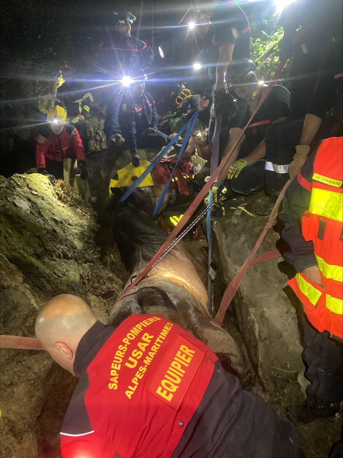 Un cheval de 800 kg coincé dans un vallon : opération délicate à La Bollène-Vésubie Un cheval de 800 kg coincé dans un vallon : opération délicate à La Bollène-Vésubie