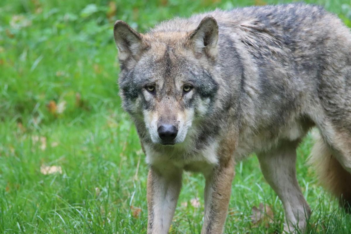 La justice annule des tirs de défense contre le loup dans le Var La justice annule des tirs de défense contre le loup dans le Var
