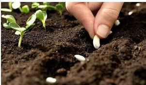 PRESTA CSE - Développement durable - Participation au Jardinage