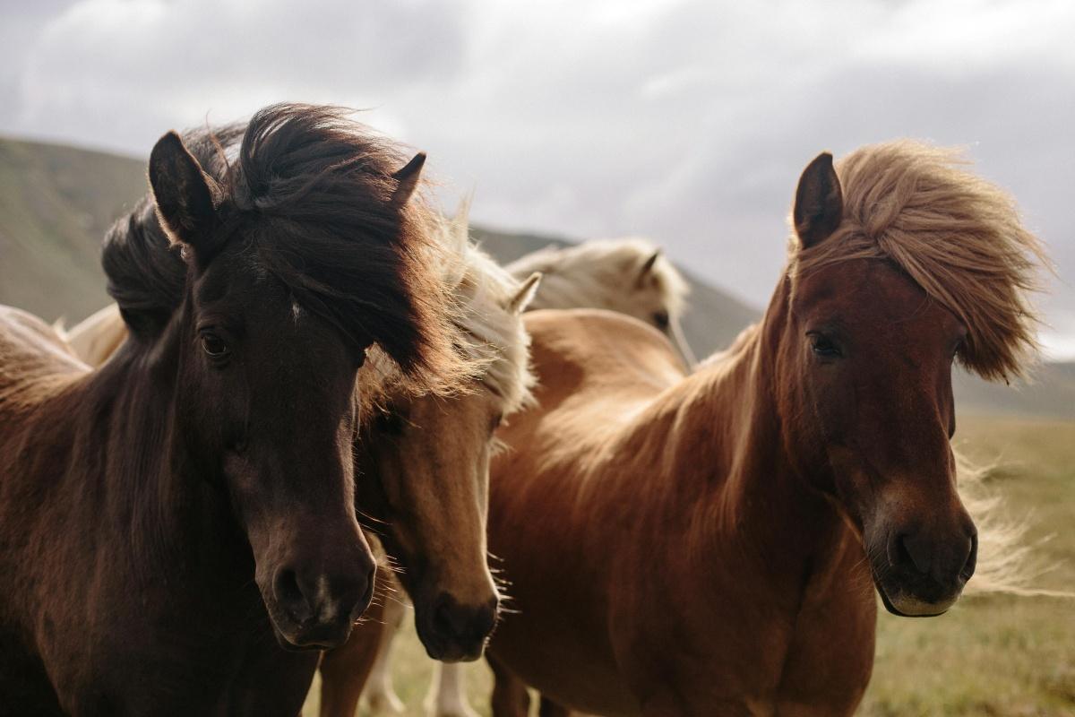 PRESTA CSE - Enfance - Stages Poney pour les 3 – 9 ans