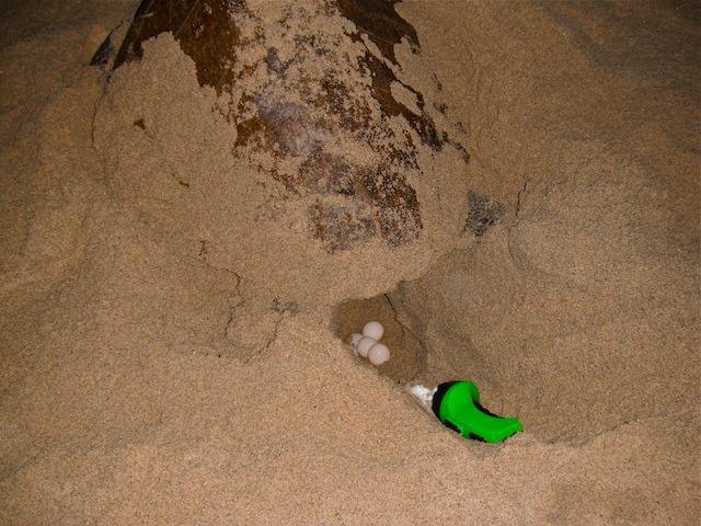 ¿Que pasa con la Tortuga Golfina? ¿Que pasa con la Tortuga Golfina?