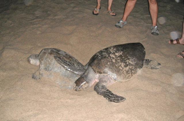 ¿Que pasa con la Tortuga Golfina?