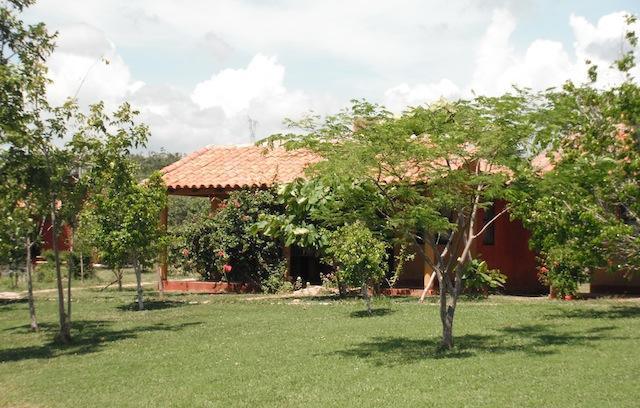 ¿Que pasa con la Tortuga Golfina?