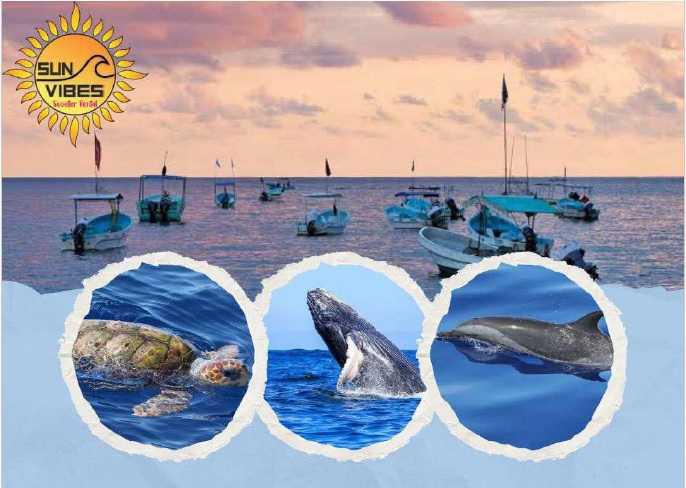 Sun Vibes Tours y Renta de Motos Sun Vibes Tours y Renta de Motos